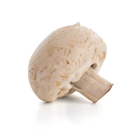 Champiñón blanco